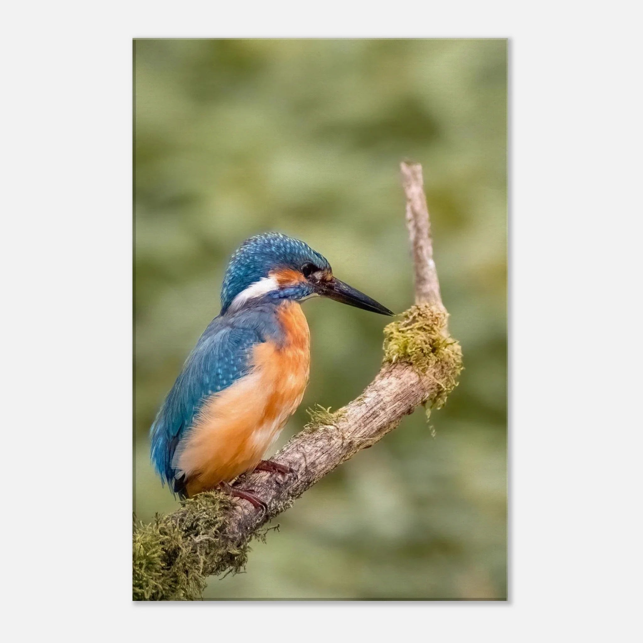 Tierwelt
