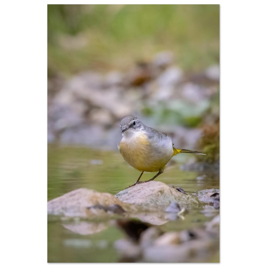 Gebirgsstelze mit grauem und gelbem Gefieder auf einem Stein in einem flachen Bach, umgeben von sanften Grün- und Naturtönen und einem weich verschwommenen Hintergrund.