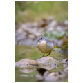 Gebirgsstelze mit grauem und gelbem Gefieder auf einem Stein in einem flachen Bach, umgeben von sanften Grün- und Naturtönen und einem weich verschwommenen Hintergrund.