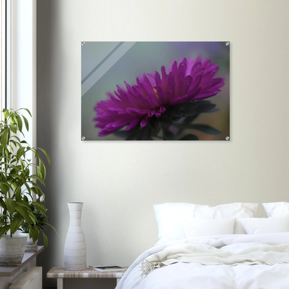 Acrylglasbild mit einer leuchtend violetten Aster in detailreicher Nahaufnahme. Die filigranen Blütenblätter heben sich vor einem sanft verschwommenen Hintergrund ab. Die ausdrucksstarke Makrofotografie setzt einen eleganten, natürlichen Farbakzent in modernen Wohnräumen.
