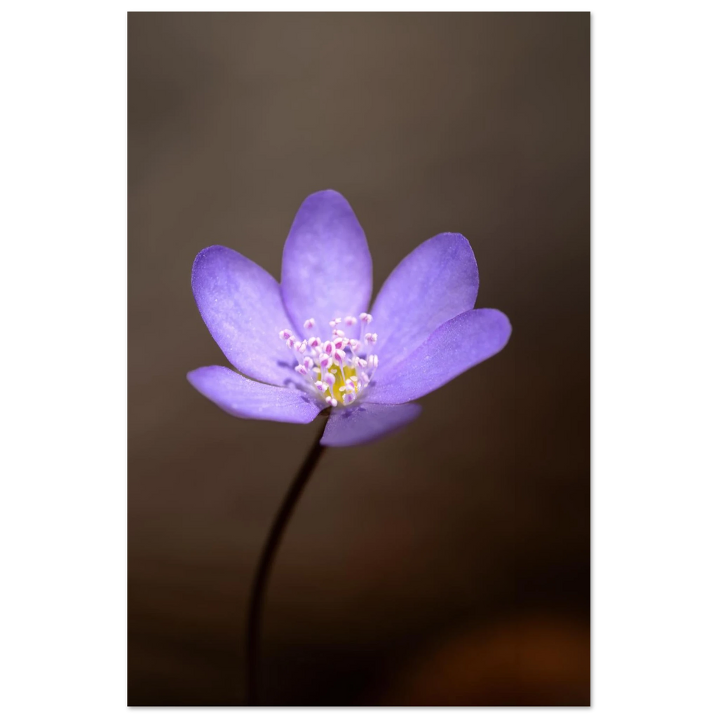 Zart violettes Leberblümchen in Nahaufnahme mit feinen Blütenstrukturen vor sanft unscharfem dunklem Hintergrund. Natürliche Makrofotografie mit weichen Farben und ruhiger Ausstrahlung. 