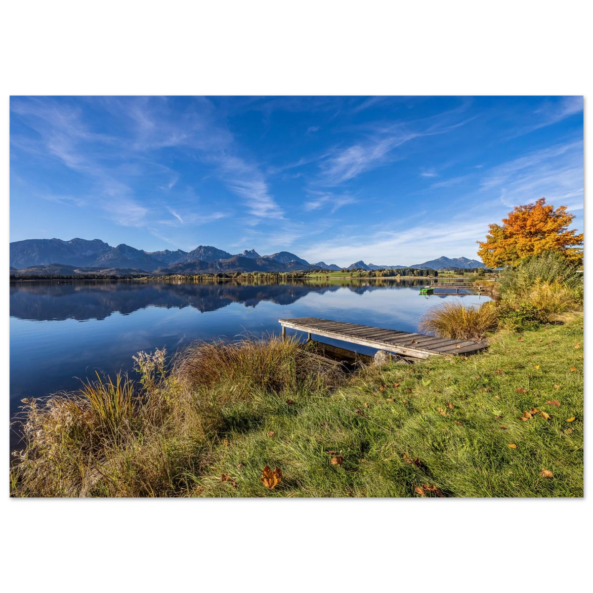 Herbstlicher Hopfensee mit ruhigem, spiegelndem Wasser, Holzsteg und leuchtend goldenem Baum vor der klaren Kulisse der Allgäuer Alpen.
