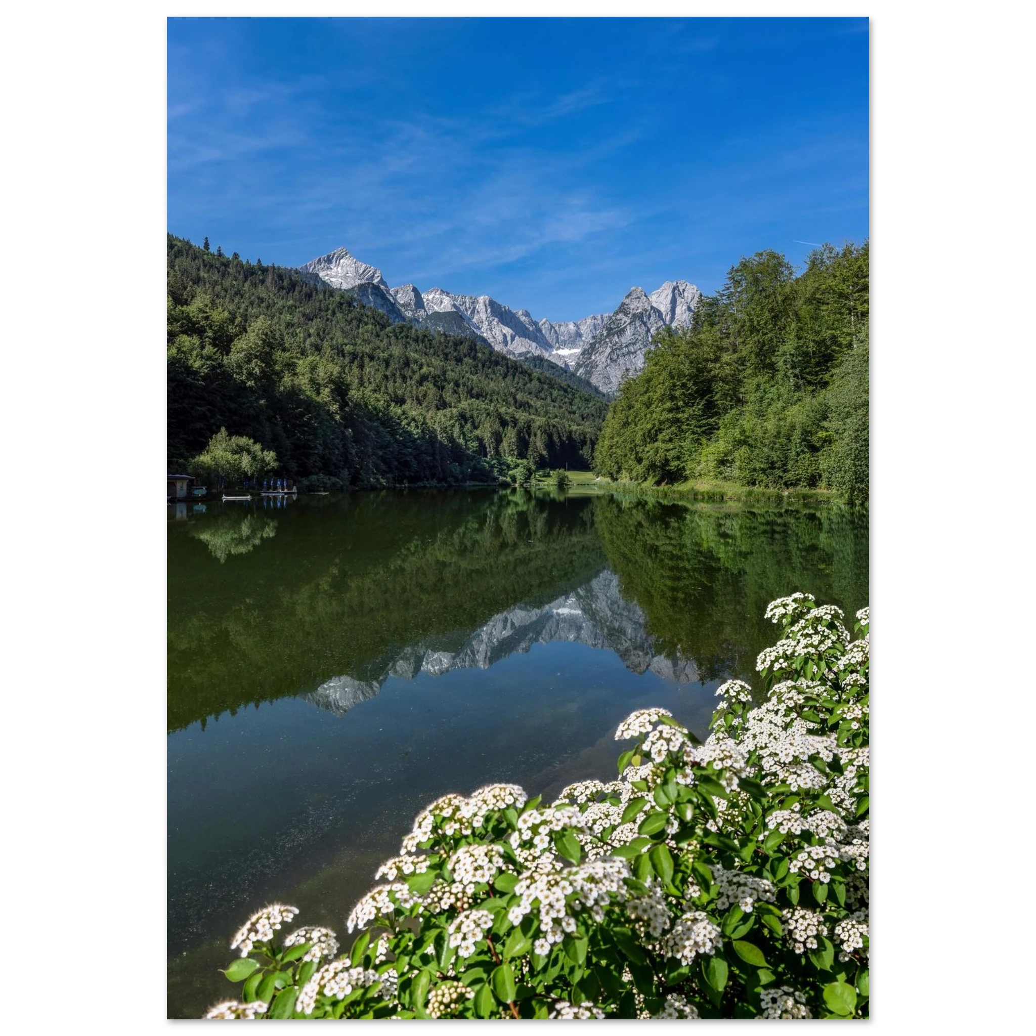 Riessersee bei Garmisch-Partenkirchen an einem klaren Junimorgen. Das ruhige Wasser spiegelt die markanten Gipfel des Wettersteingebirges, umgeben von satten grünen Wäldern. Im Vordergrund blühen weiße Uferblüten, darüber spannt sich ein leuchtend blauer Sommerhimmel. Die harmonische Verbindung aus Berglandschaft, Spiegelung und frischem Grün verleiht dem Motiv eine natürliche, ruhige Ausstrahlung.