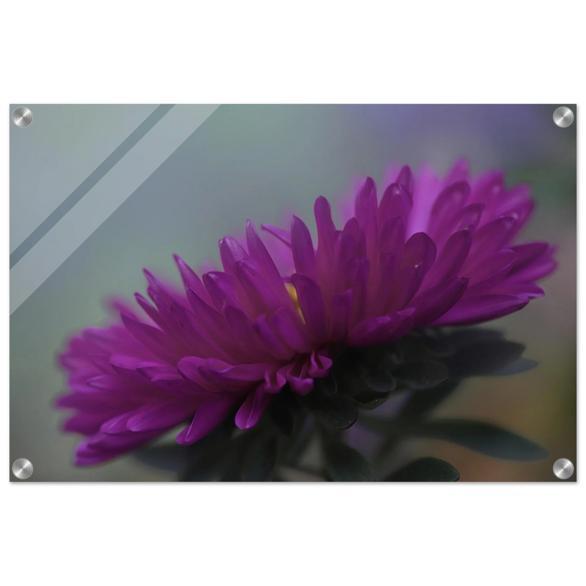 Acrylglasbild mit einer leuchtend violetten Aster in stimmungsvoller Makrofotografie. Die filigranen Blütenblätter heben sich vor einem sanft verschwommenen Hintergrund ab. Die glänzende Acrylglasoberfläche unterstreicht die intensive Blütenfarbe und verleiht dem floralen Wandbild eine besondere Tiefe.