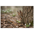 Neugieriges Eichhörnchen blickt hinter einem Baumstamm hervor, umgeben von trockenem Laub und weißen Schneeglöckchen im weichen Frühlingslicht des Waldes.