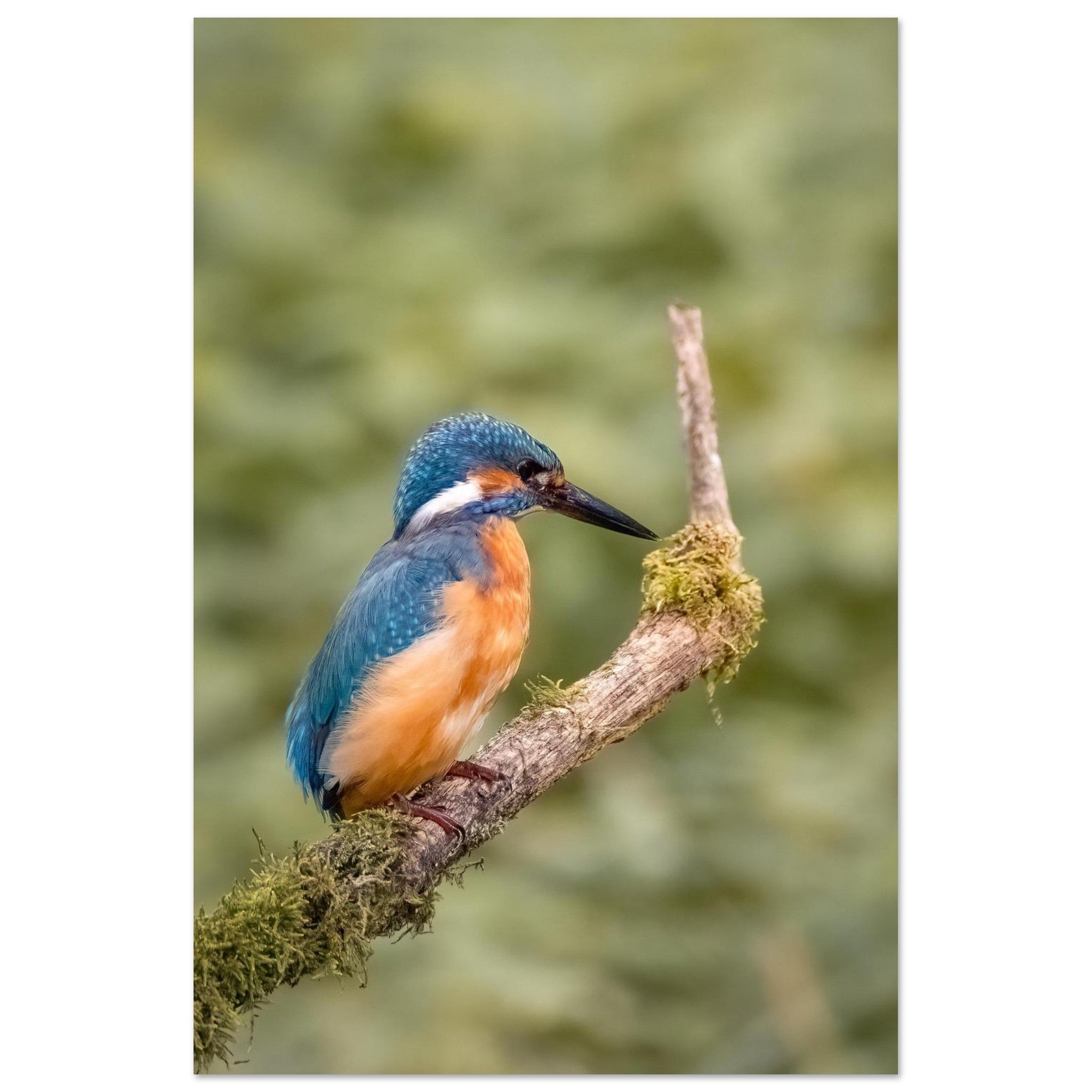 Eisvogel mit leuchtend blauem und orangefarbenem Gefieder auf einem moosbewachsenen Ast. Naturaufnahme mit sanft unscharfem Hintergrund und feinen Gefiederdetails. 