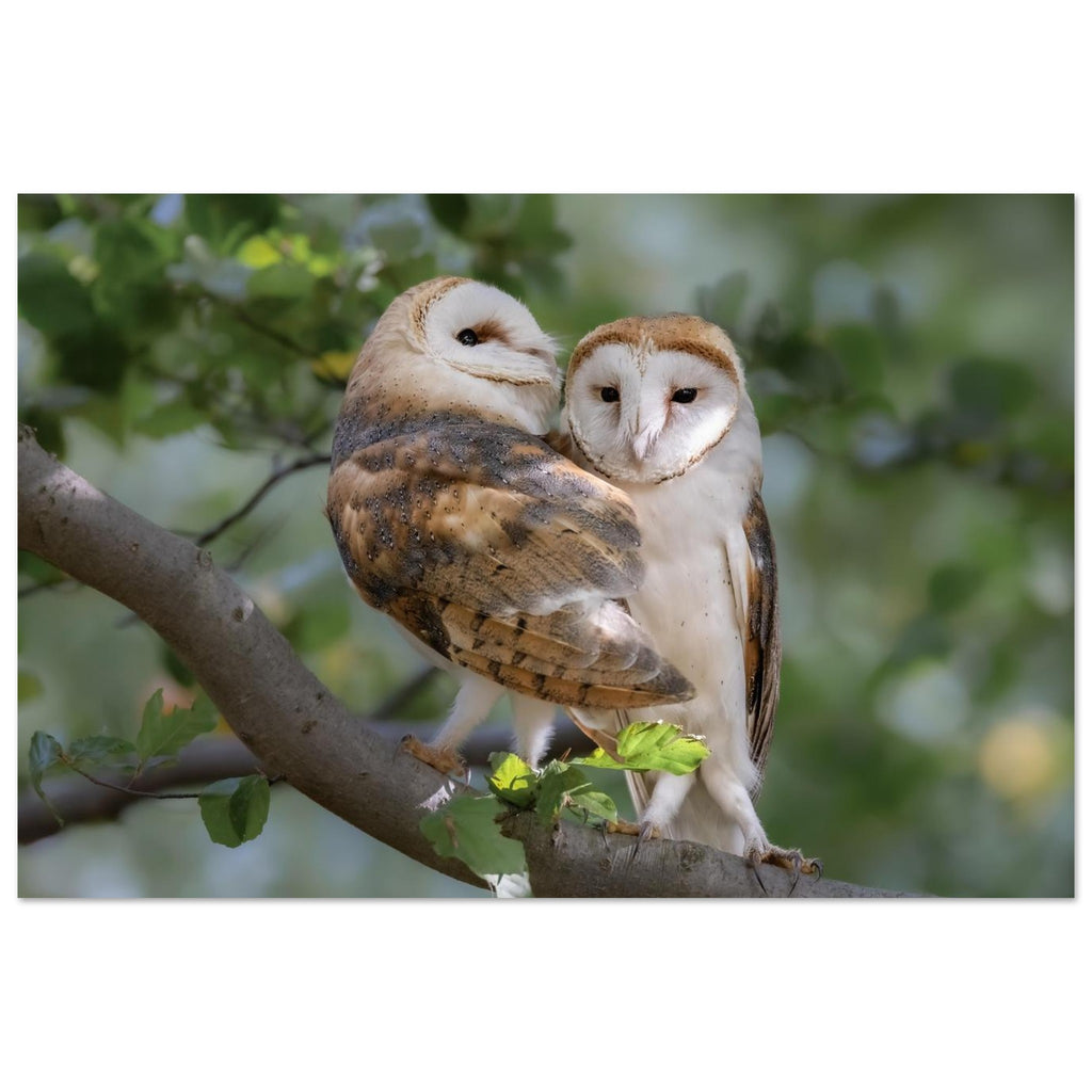 Zwei Schleiereulen auf einem Ast im bayerischen Wald, aufgenommen in natürlicher Umgebung. Seltene Tierfotografie mit weichem Hintergrund, feinen Gefiederdetails und ruhiger Waldstimmung – Naturfotografie aus Bayern. 