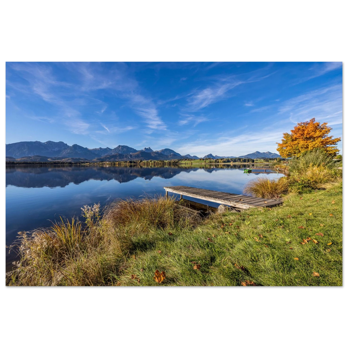Herbstlicher Hopfensee mit ruhigem, spiegelndem Wasser, Holzsteg und leuchtend goldenem Baum vor der klaren Kulisse der Allgäuer Alpen.
