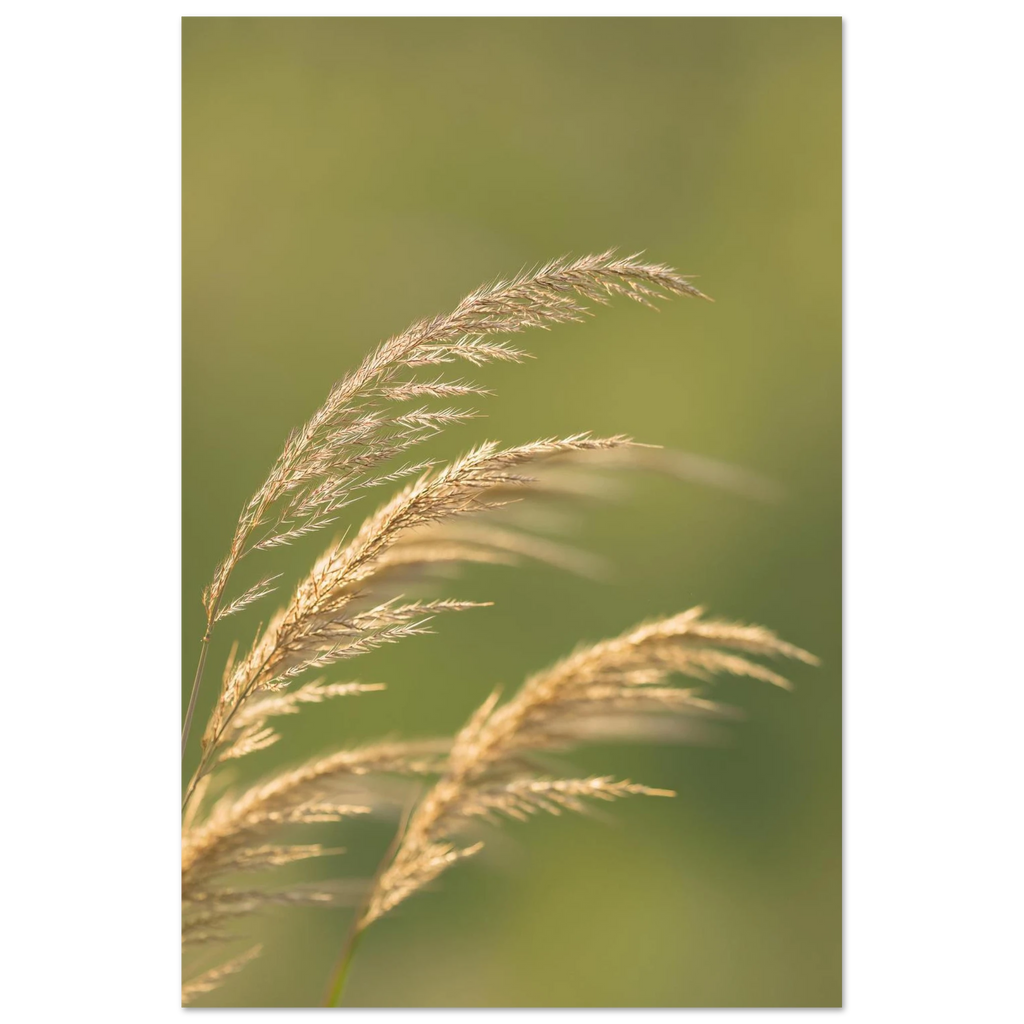 filigrane Gräser im Wind vor grünem Hintergrund