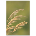 filigrane Gräser im Wind vor grünem Hintergrund