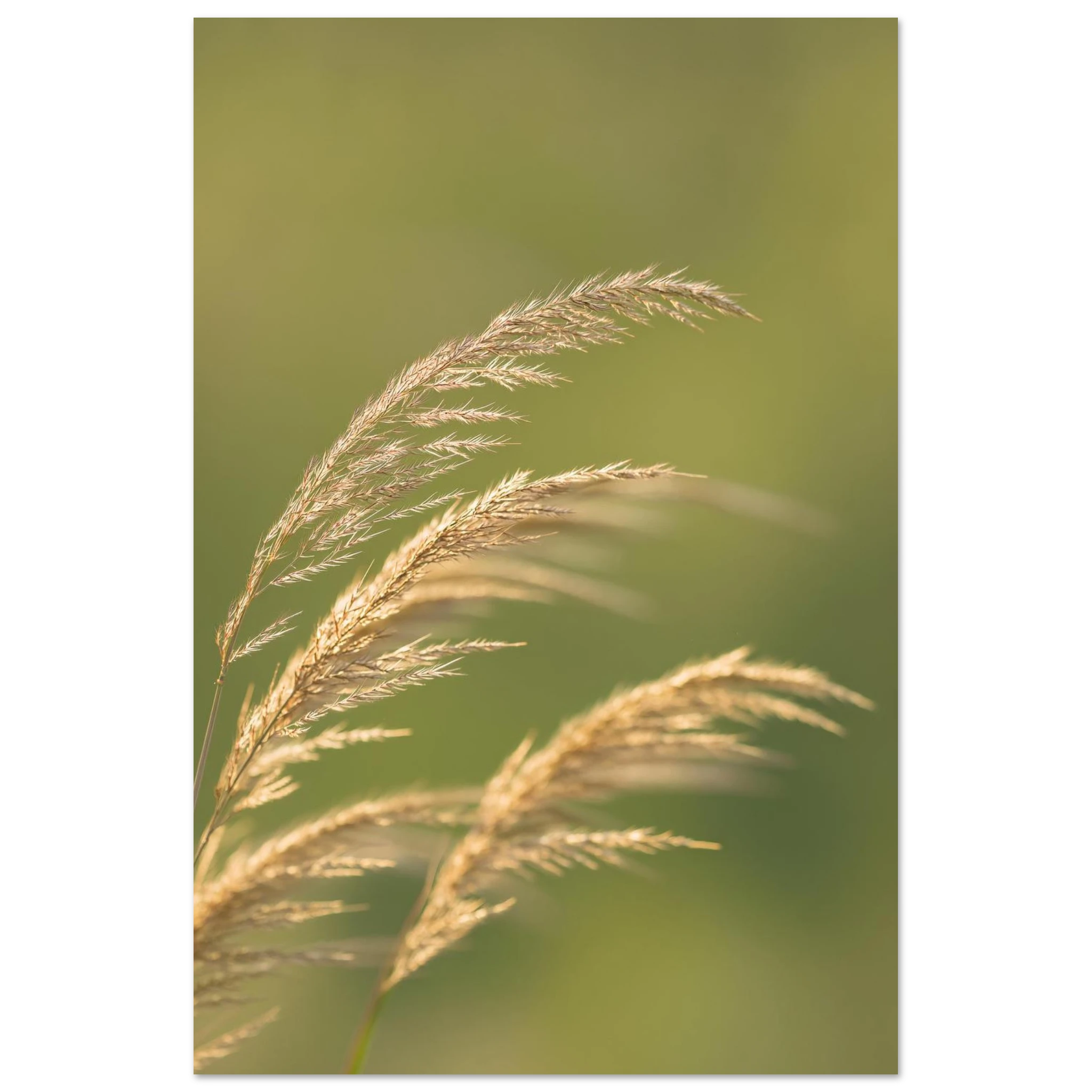 filigrane Gräser im Wind vor grünem Hintergrund
