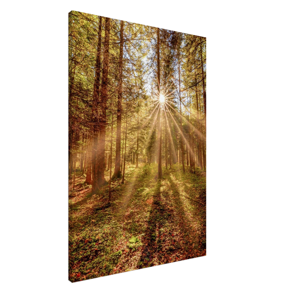 Goldene Sonnenstrahlen fallen durch hohe Bäume in einen herbstlichen Wald und beleuchten den moosbedeckten Waldboden in warmer, zauberhafter Stimmung.