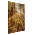 Goldene Sonnenstrahlen fallen durch hohe Bäume in einen herbstlichen Wald und beleuchten den moosbedeckten Waldboden in warmer, zauberhafter Stimmung.