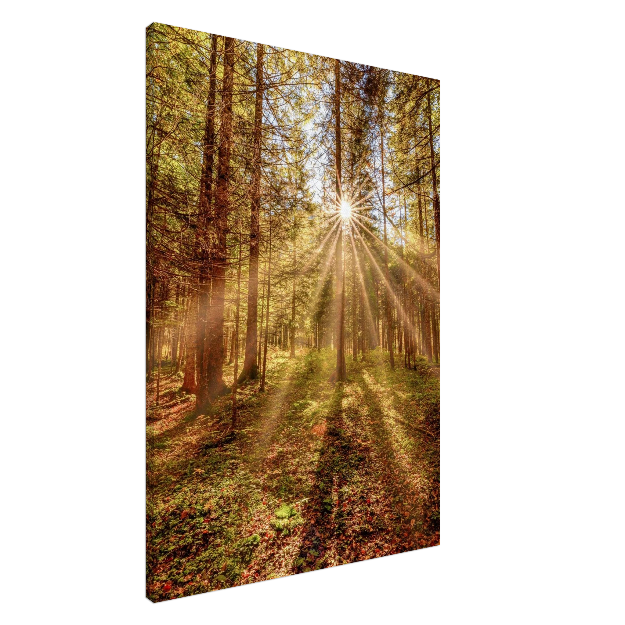 Goldene Sonnenstrahlen fallen durch hohe Bäume in einen herbstlichen Wald und beleuchten den moosbedeckten Waldboden in warmer, zauberhafter Stimmung.