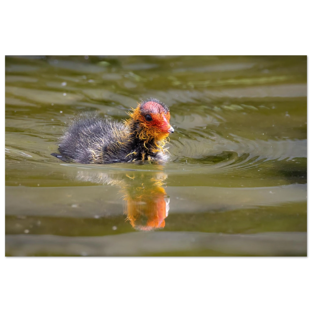 Horizontales Poster mit einer detailreichen Naturfotografie eines jungen Blässhuhn-Kükens, das durch grün schimmerndes Wasser schwimmt. Das flauschige dunkle Gefieder und der leuchtend rote-orange Kopf heben sich eindrucksvoll vom ruhigen Wasser ab, darunter ist die zarte Spiegelung des Kükens zu erkennen.