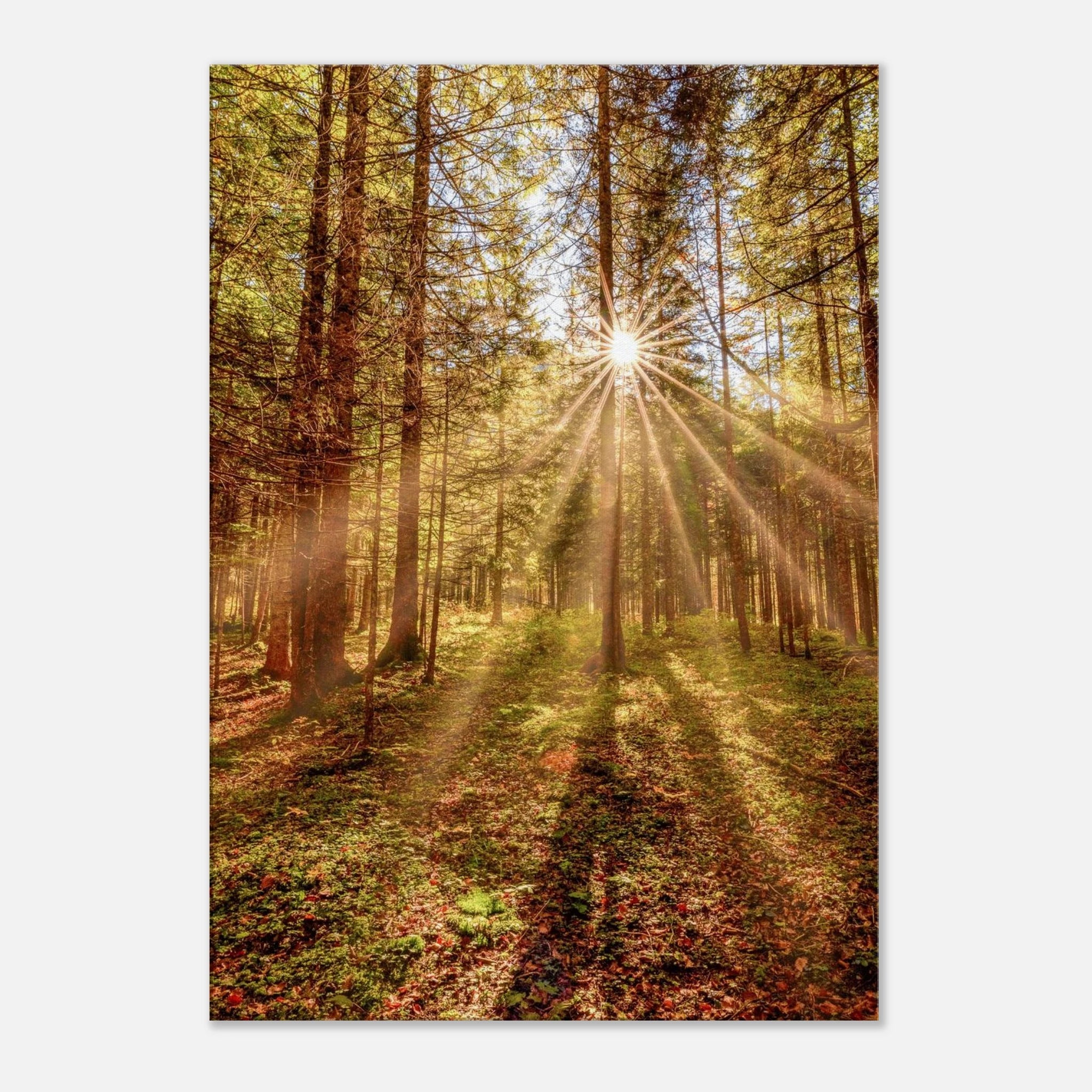 Goldene Sonnenstrahlen fallen durch hohe Bäume in einen herbstlichen Wald und beleuchten den moosbedeckten Waldboden in warmer, zauberhafter Stimmung.