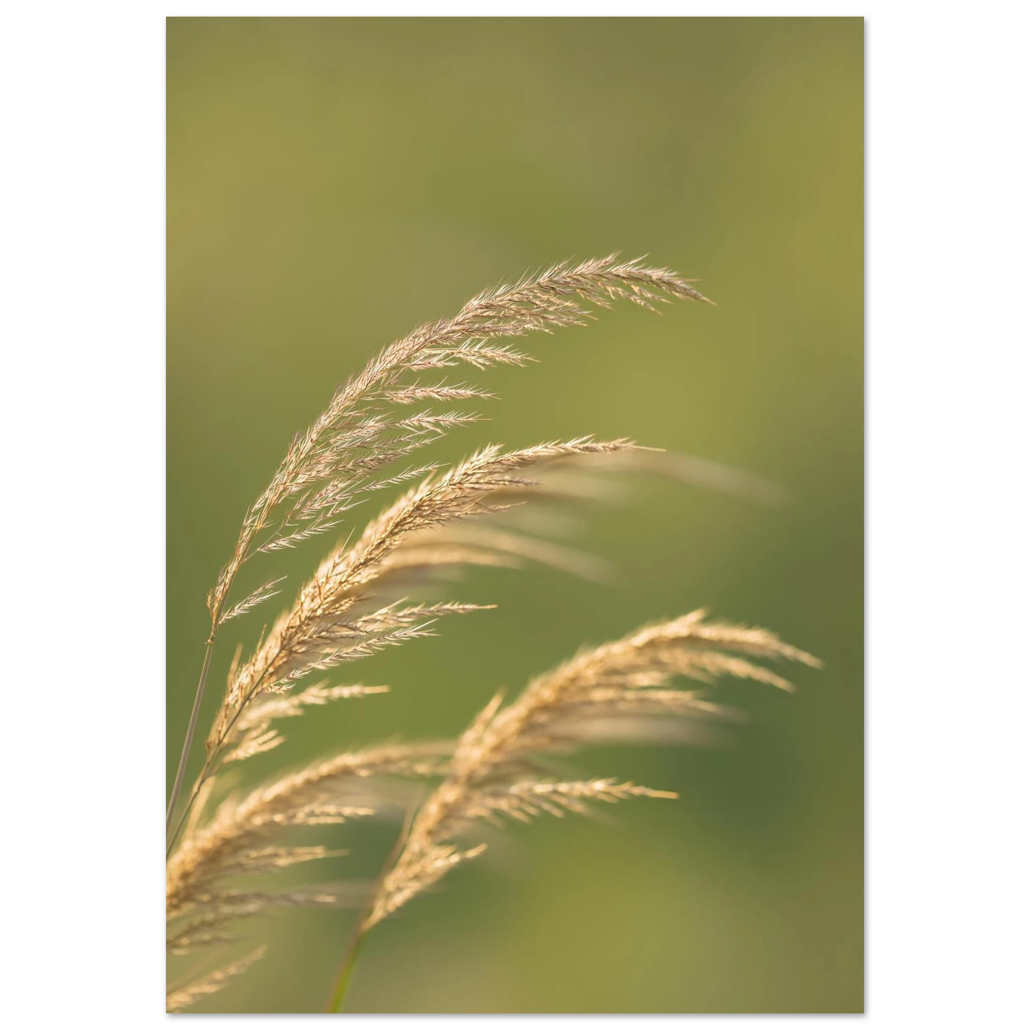 filigrane Gräser im Wind vor grünem Hintergrund