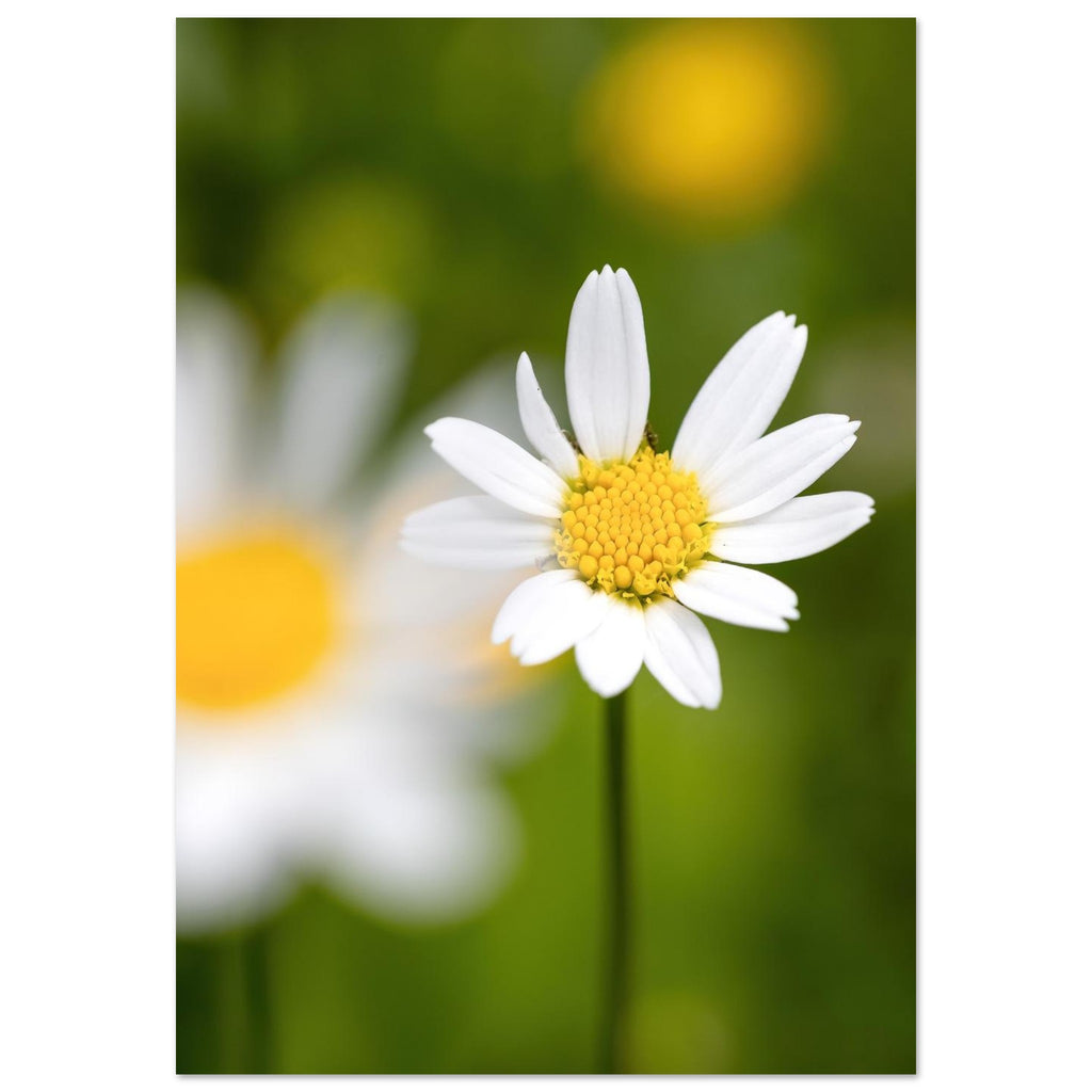 Zarte Margerite mit weichen weißen Blütenblättern vor sanft verschwommenem grünem Hintergrund, aufgenommen als natürliche Fine-Art-Makrofotografie mit ruhiger Frühlingsstimmung.
