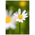 Zarte Margerite mit weichen weißen Blütenblättern vor sanft verschwommenem grünem Hintergrund, aufgenommen als natürliche Fine-Art-Makrofotografie mit ruhiger Frühlingsstimmung.
