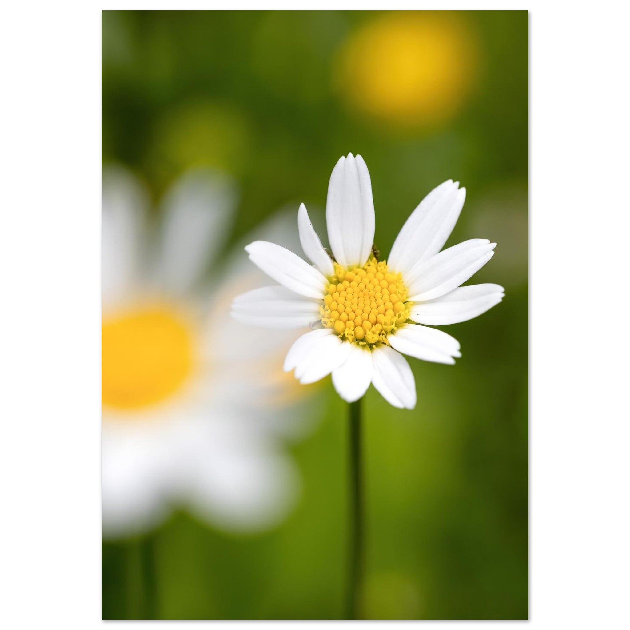 Zarte Margerite mit weichen weißen Blütenblättern vor sanft verschwommenem grünem Hintergrund, aufgenommen als natürliche Fine-Art-Makrofotografie mit ruhiger Frühlingsstimmung.
