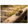 Eine Schnecke kriecht im warmen Morgenlicht über eine rostige Bahnschiene einer stillgelegten Bahnstrecke. Tautropfen glitzern auf dem verwitterten Stahl, während im sanft verschwommenen Hintergrund Gräser und alte Holzschwellen eine ruhige, natürliche Atmosphäre schaffen.

