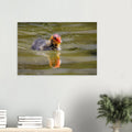 Horizontales Poster mit einer detailreichen Naturfotografie eines jungen Blässhuhn-Kükens, das durch grün schimmerndes Wasser schwimmt. Das flauschige dunkle Gefieder und der leuchtend rote-orange Kopf heben sich eindrucksvoll vom ruhigen Wasser ab, darunter ist die zarte Spiegelung des Kükens zu erkennen.