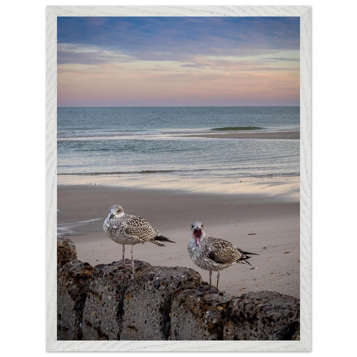 Gerahmte Fotografie von Sylt am frühen Morgen. Zwei junge Möwen sitzen auf einer verwitterten Steinmauer am Strand, eine davon mit weit geöffnetem Schnabel. Im Hintergrund erstreckt sich die ruhige Nordsee unter einem zartrosa, apricotfarbenen und blaugrauen Morgenhimmel. Sanfte Wellen und das weiche Licht verleihen der Küstenlandschaft eine natürliche, stimmungsvolle Atmosphäre.
