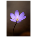 Zart violettes Leberblümchen in Nahaufnahme mit feinen Blütenstrukturen vor sanft unscharfem dunklem Hintergrund. Natürliche Makrofotografie mit weichen Farben und ruhiger Ausstrahlung. 