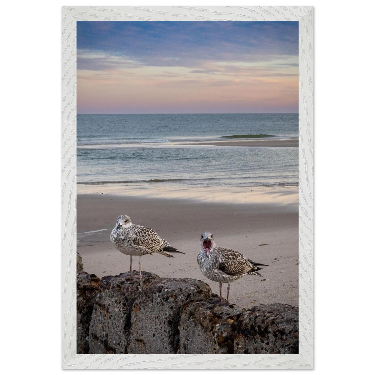Gerahmte Fotografie von Sylt am frühen Morgen. Zwei junge Möwen sitzen auf einer verwitterten Steinmauer am Strand, eine davon mit weit geöffnetem Schnabel. Im Hintergrund erstreckt sich die ruhige Nordsee unter einem zartrosa, apricotfarbenen und blaugrauen Morgenhimmel. Sanfte Wellen und das weiche Licht verleihen der Küstenlandschaft eine natürliche, stimmungsvolle Atmosphäre.