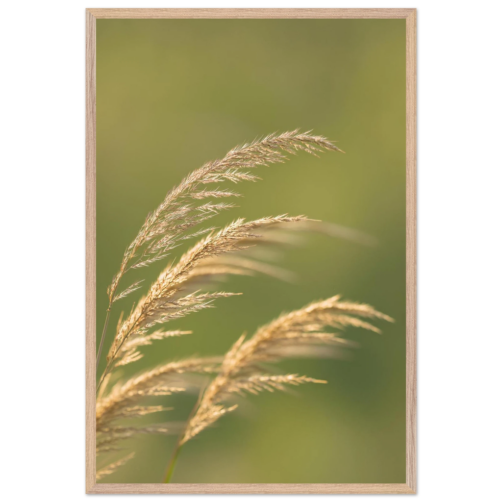 zarte Gräser im Wind, Poster mit Holzrahmen