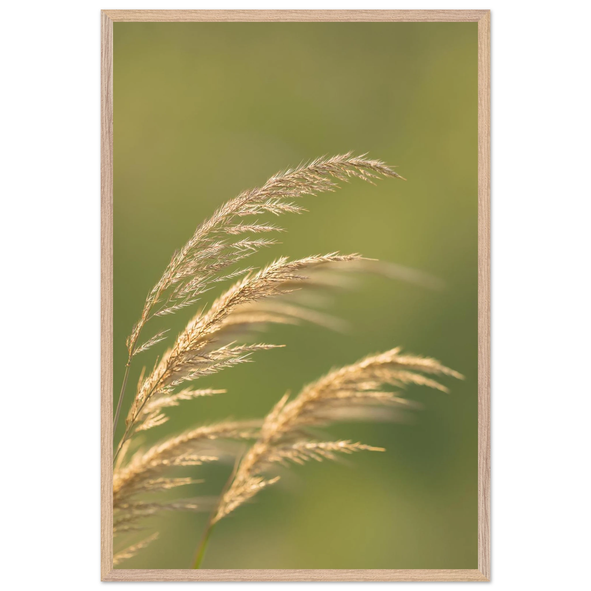 zarte Gräser im Wind, Poster mit Holzrahmen