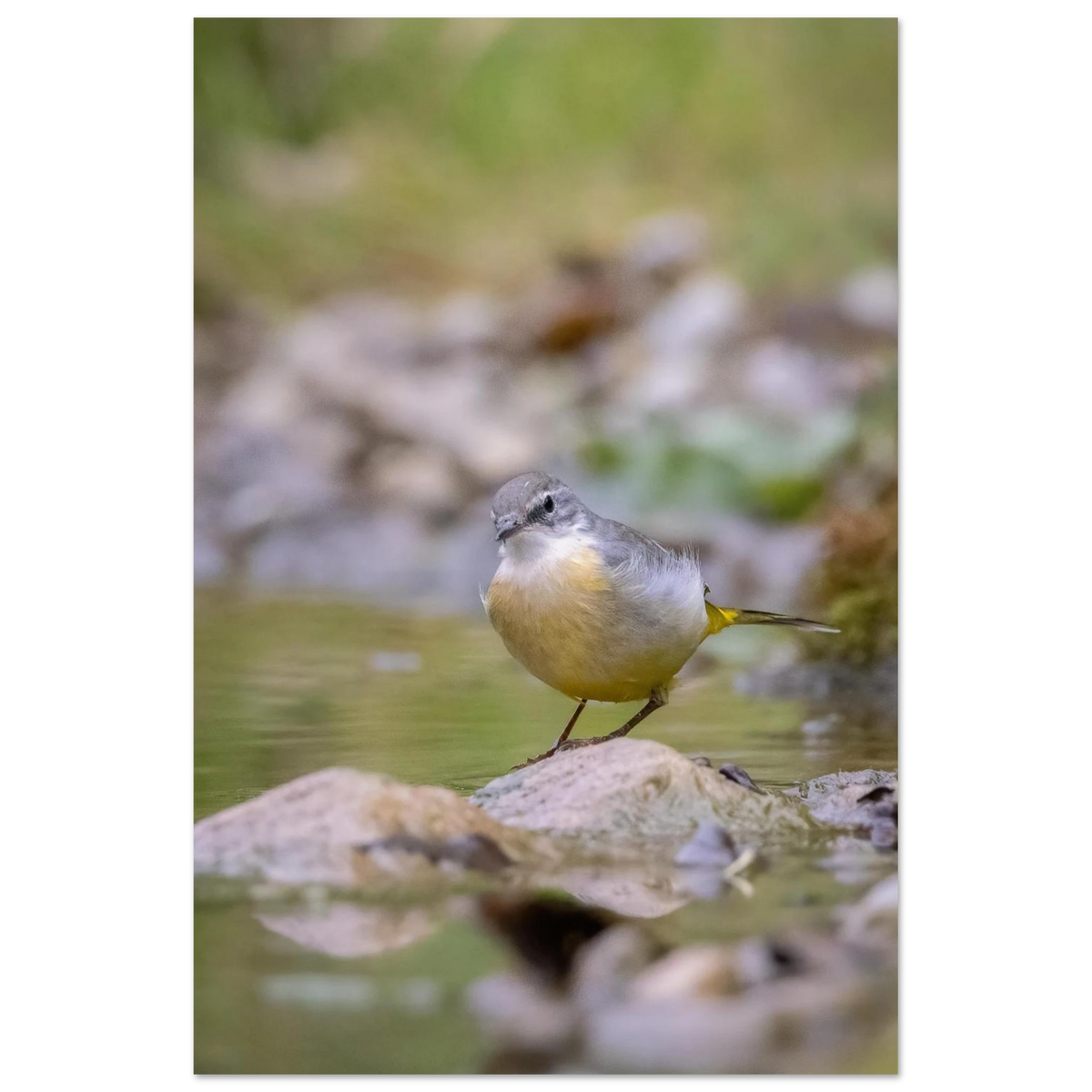 Gebirgsstelze mit grauem und gelbem Gefieder auf einem Stein in einem flachen Bach, umgeben von sanften Grün- und Naturtönen und einem weich verschwommenen Hintergrund.