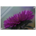 „Pinkfarbene Blüte als Acryl Print – Fine Art Naturfotografie von Christina Bauer, für ein schönes Zuhause, Acrylglasbild mit einer leuchtend violetten Aster in stimmungsvoller Makrofotografie. Die filigranen Blütenblätter heben sich vor einem sanft verschwommenen Hintergrund ab. Die glänzende Acrylglasoberfläche unterstreicht die intensive Blütenfarbe und verleiht dem floralen Wandbild eine besondere Tiefe.