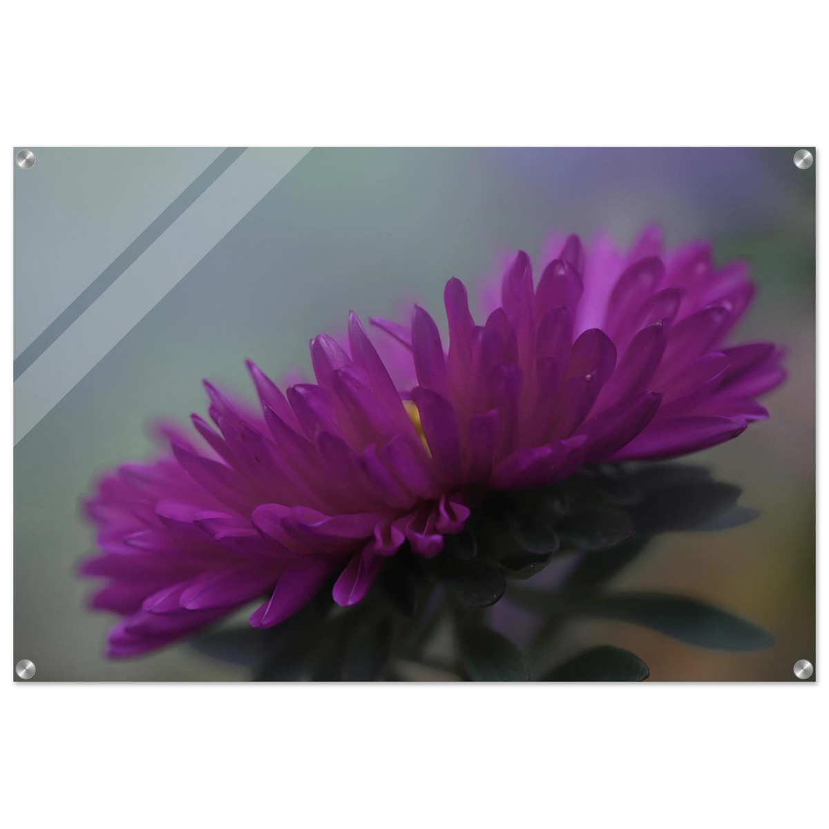 „Pinkfarbene Blüte als Acryl Print – Fine Art Naturfotografie von Christina Bauer, für moderne Wohnräume" Acrylglasbild mit einer leuchtend violetten Aster in detailreicher Nahaufnahme. Die filigranen Blütenblätter heben sich vor einem sanft verschwommenen Hintergrund ab. Die ausdrucksstarke Makrofotografie setzt einen eleganten, natürlichen Farbakzent in modernen Wohnräumen.