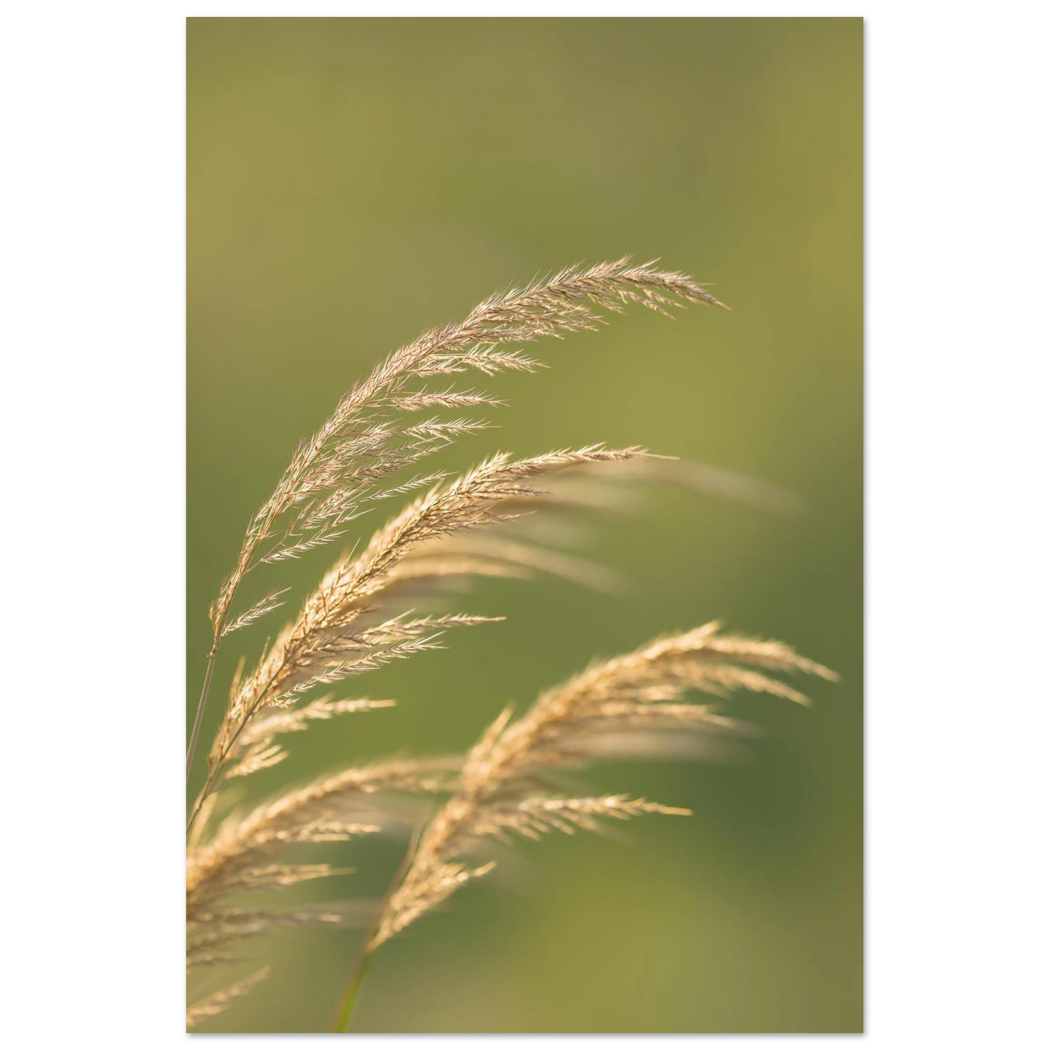 filigrane Gräser im Wind vor grünem Hintergrund