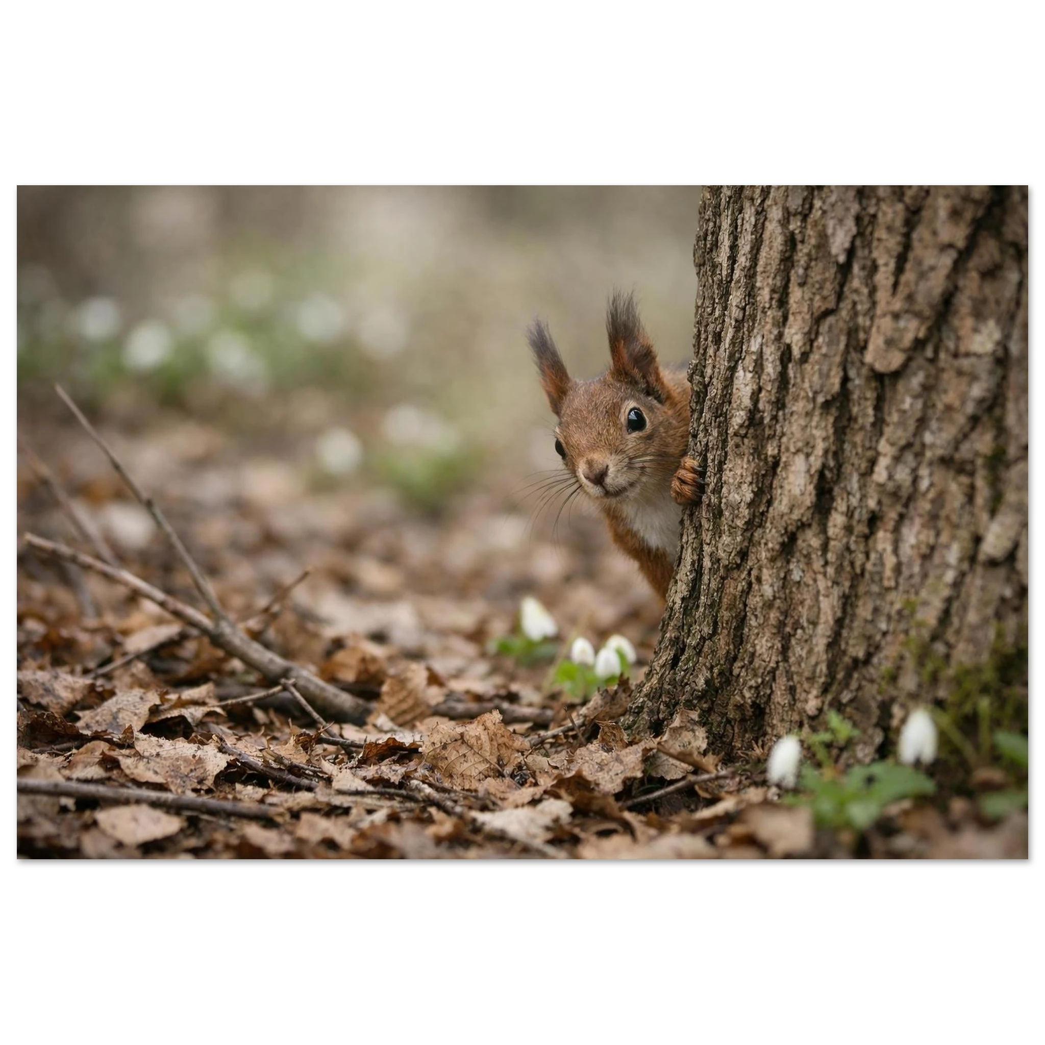 Neugieriges Eichhörnchen blickt hinter einem Baumstamm hervor, umgeben von trockenem Laub und weißen Schneeglöckchen im weichen Frühlingslicht des Waldes.