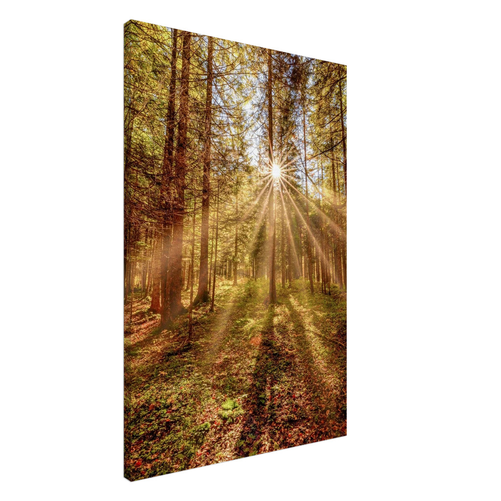 Goldene Sonnenstrahlen fallen durch hohe Bäume in einen herbstlichen Wald und beleuchten den moosbedeckten Waldboden in warmer, zauberhafter Stimmung.