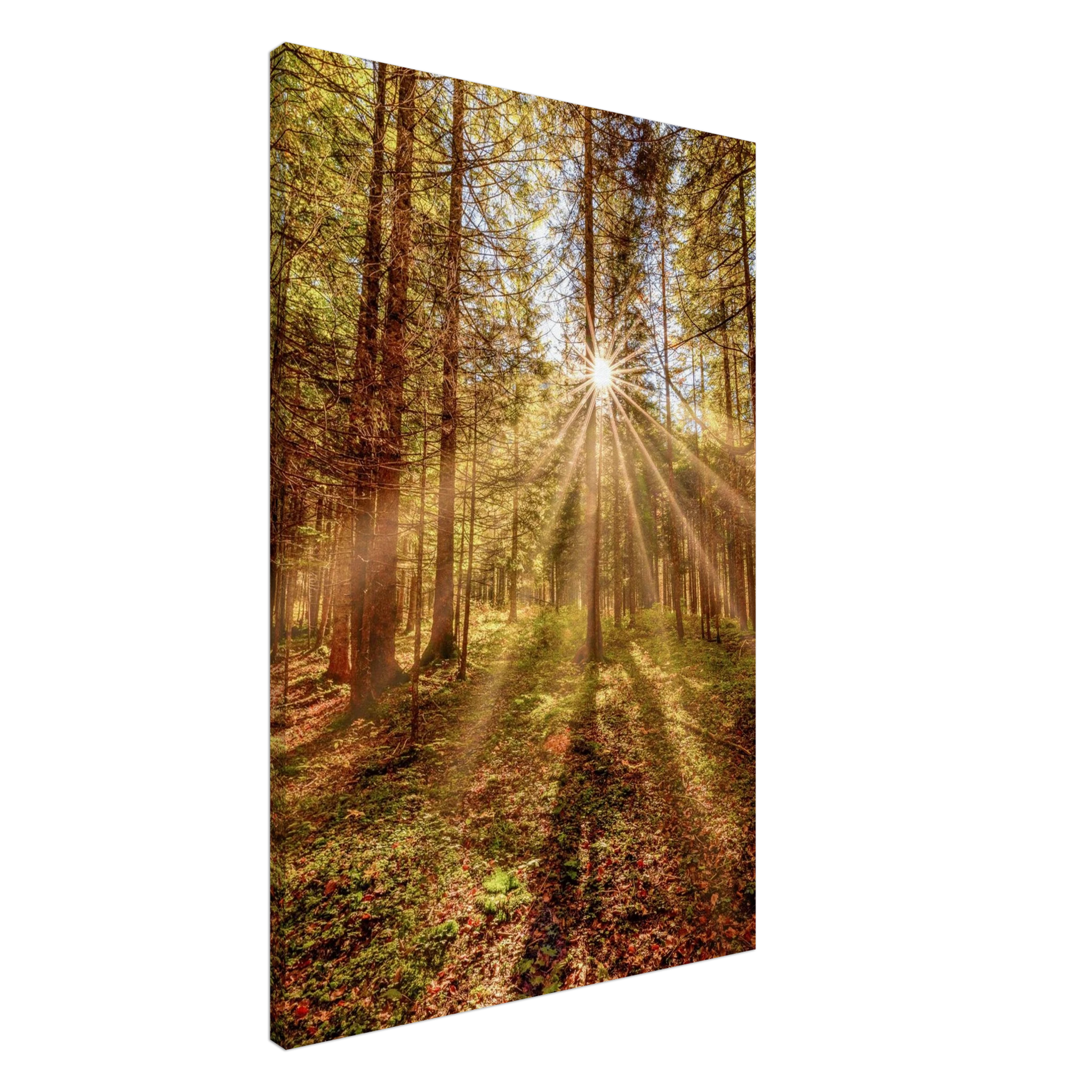 Goldene Sonnenstrahlen fallen durch hohe Bäume in einen herbstlichen Wald und beleuchten den moosbedeckten Waldboden in warmer, zauberhafter Stimmung.
